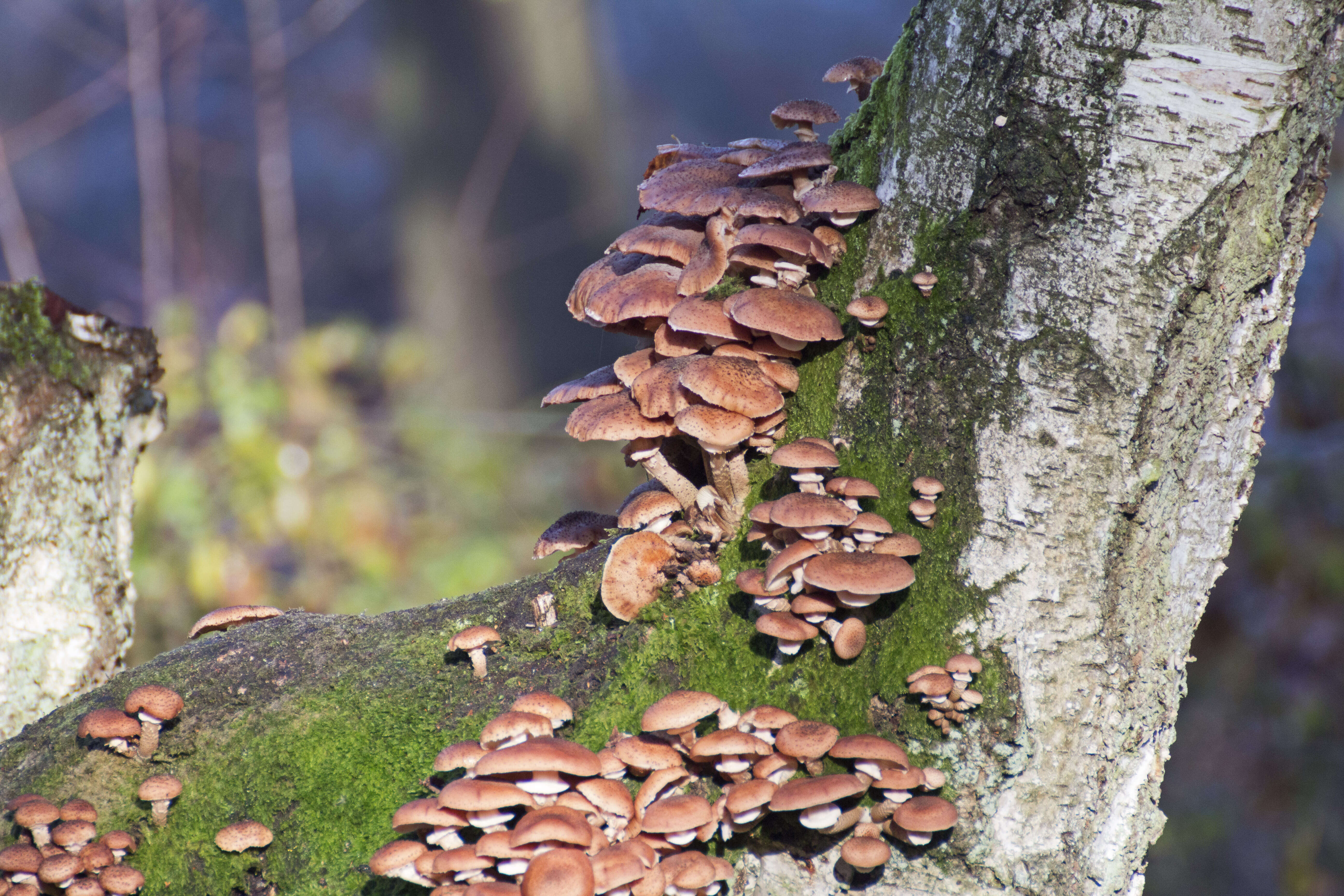 Image of Armillaria ostoyae (Romagn.) Herink 1973