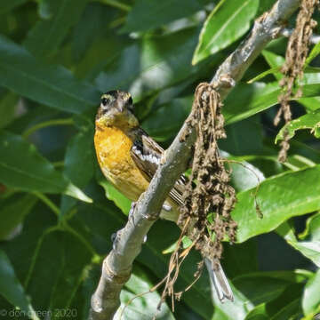 Image of Black-headed Grosbeak