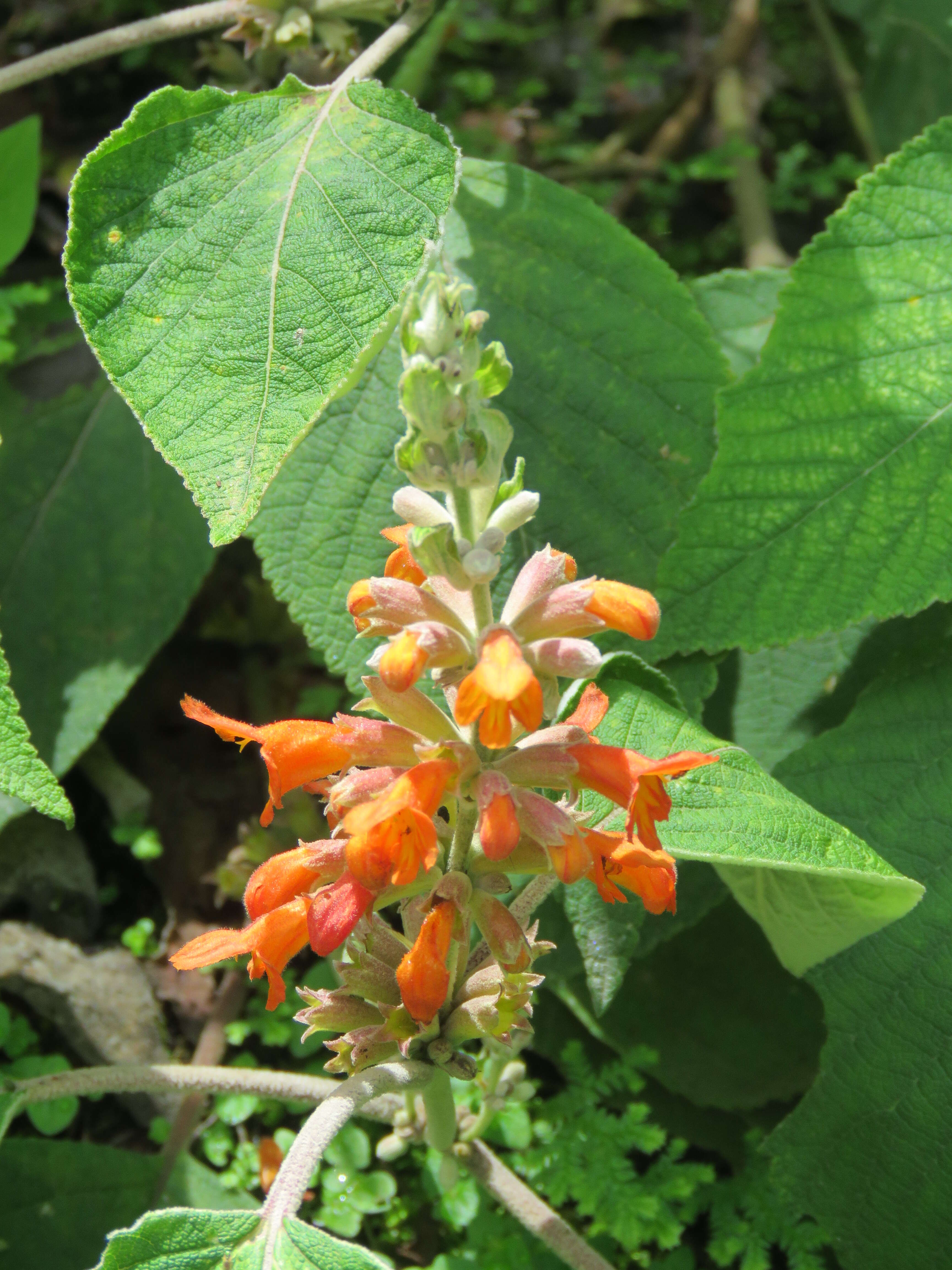 Image of Colquhounia coccinea Wall.