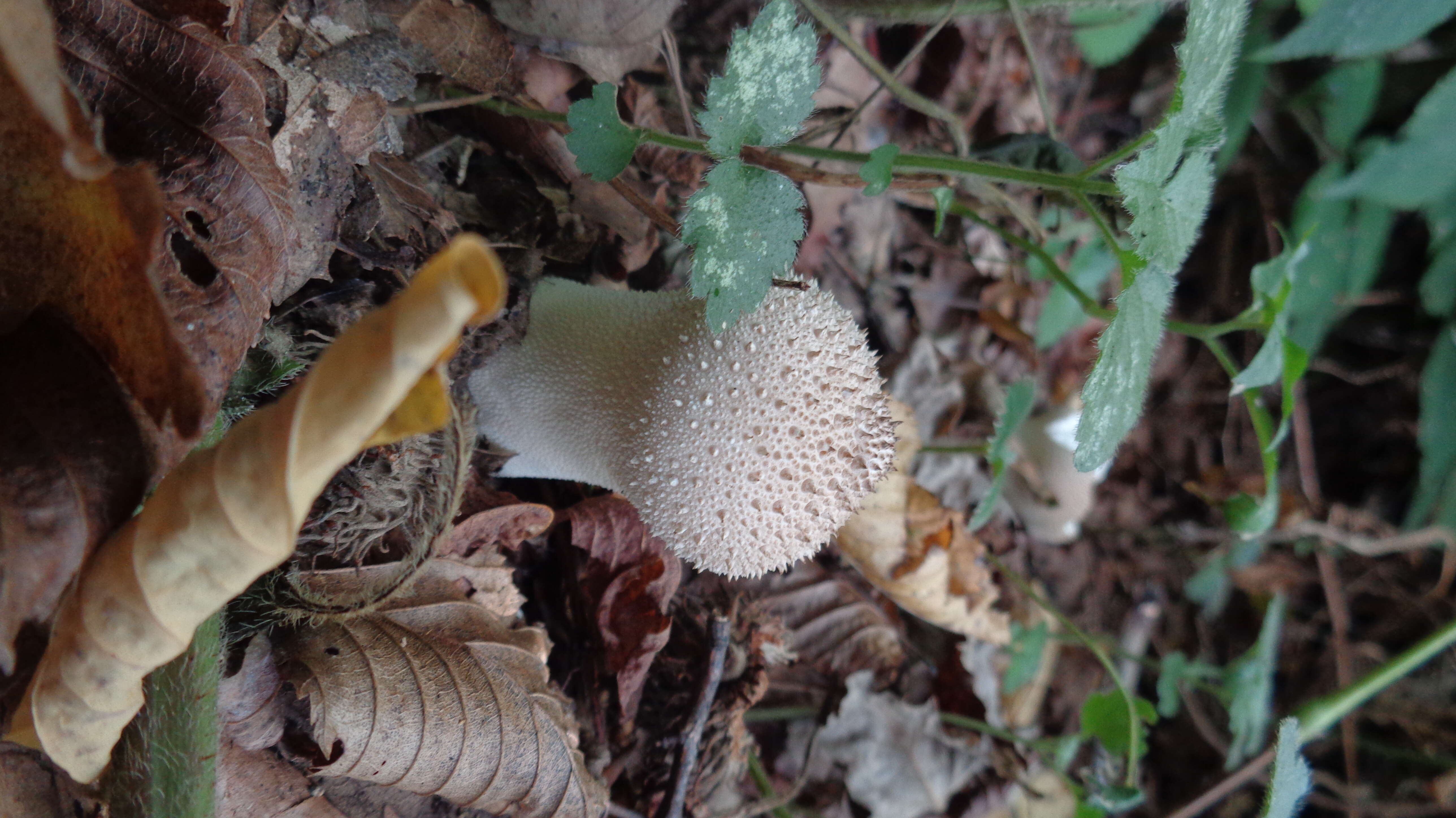 Imagem de Lycoperdon perlatum Pers. 1796