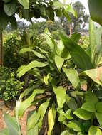 Image of fragrant dracaena