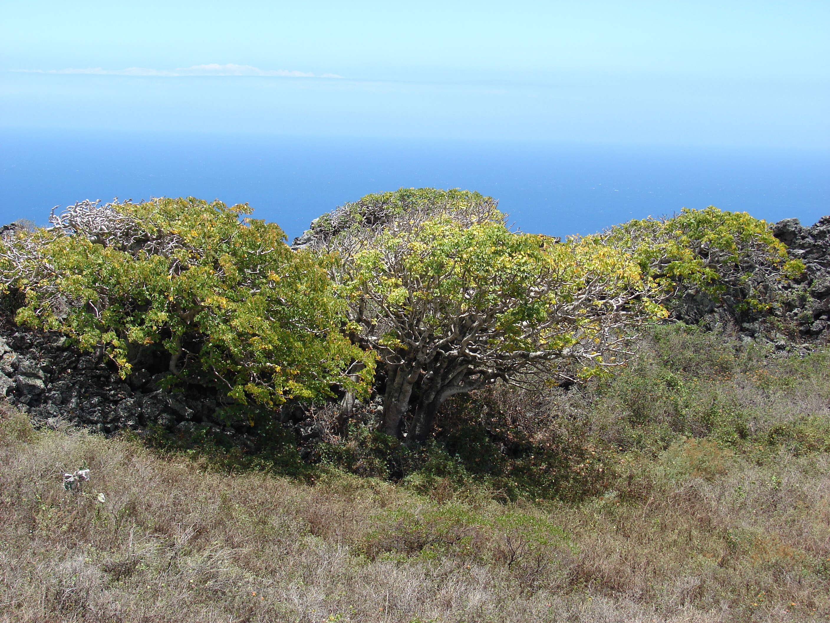 Image of 'ohe makai