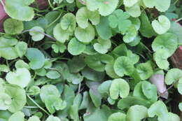 Слика од Centella asiatica (L.) Urb.