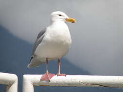 Image of Glaucous-winged Gull