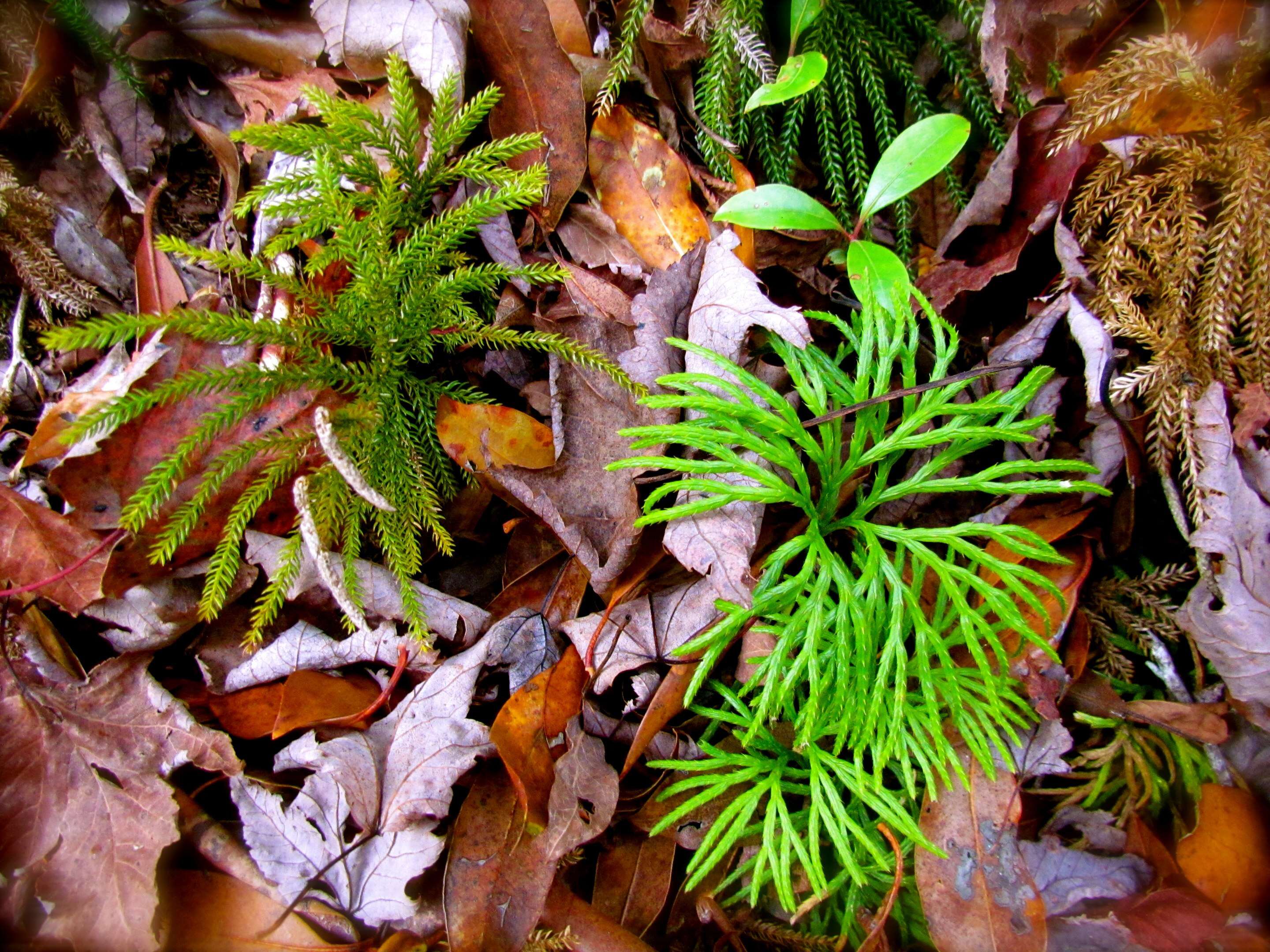 Image of fan clubmoss