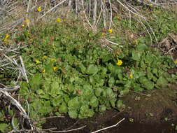 Image of Erythranthe guttata (DC.) G. L. Nesom