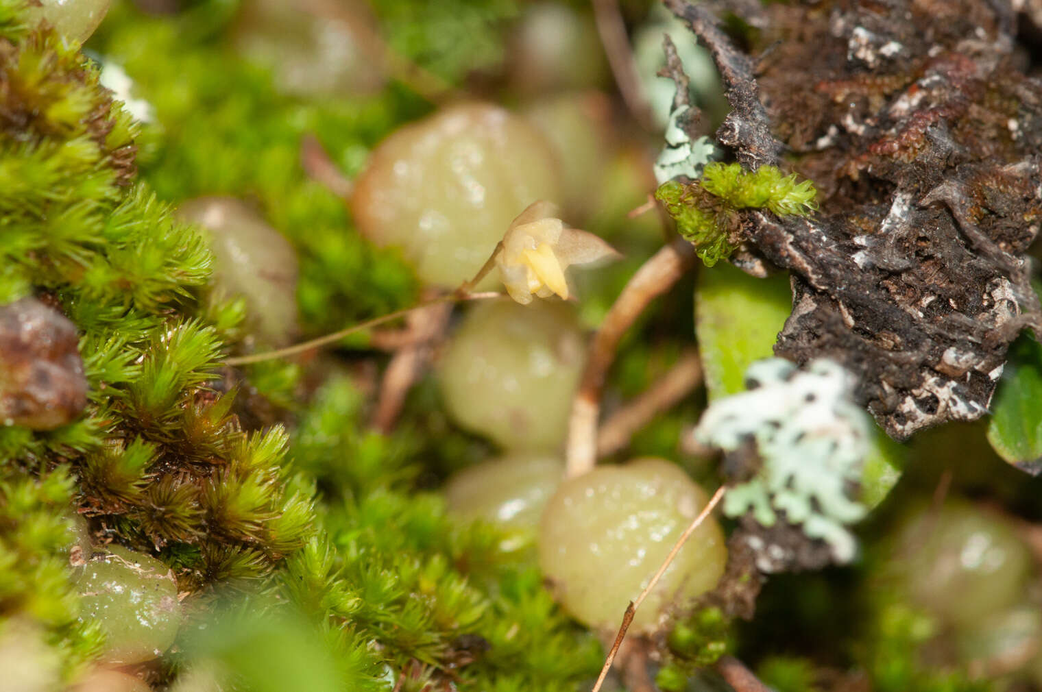 Image of Tiny strand orchid