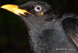 Image of Pale-eyed Thrush