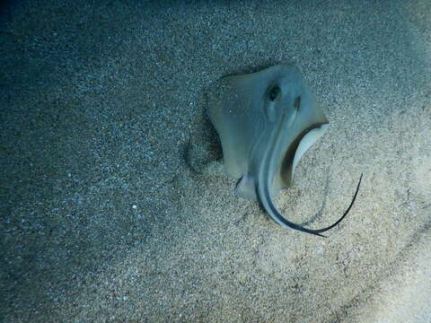 Image of Common Stingray