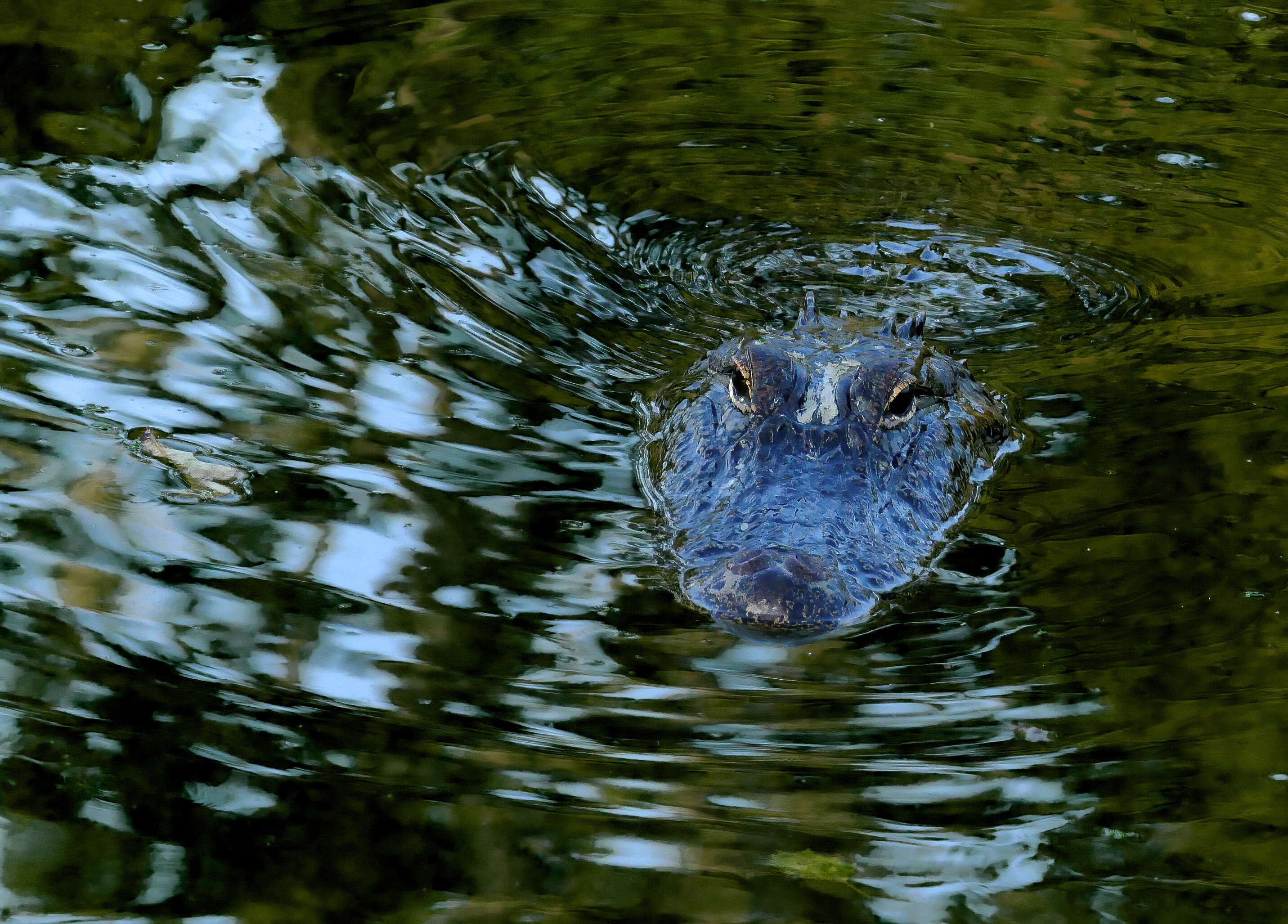 Image of alligators