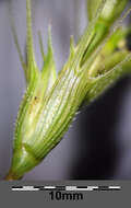 Image of barbed goatgrass