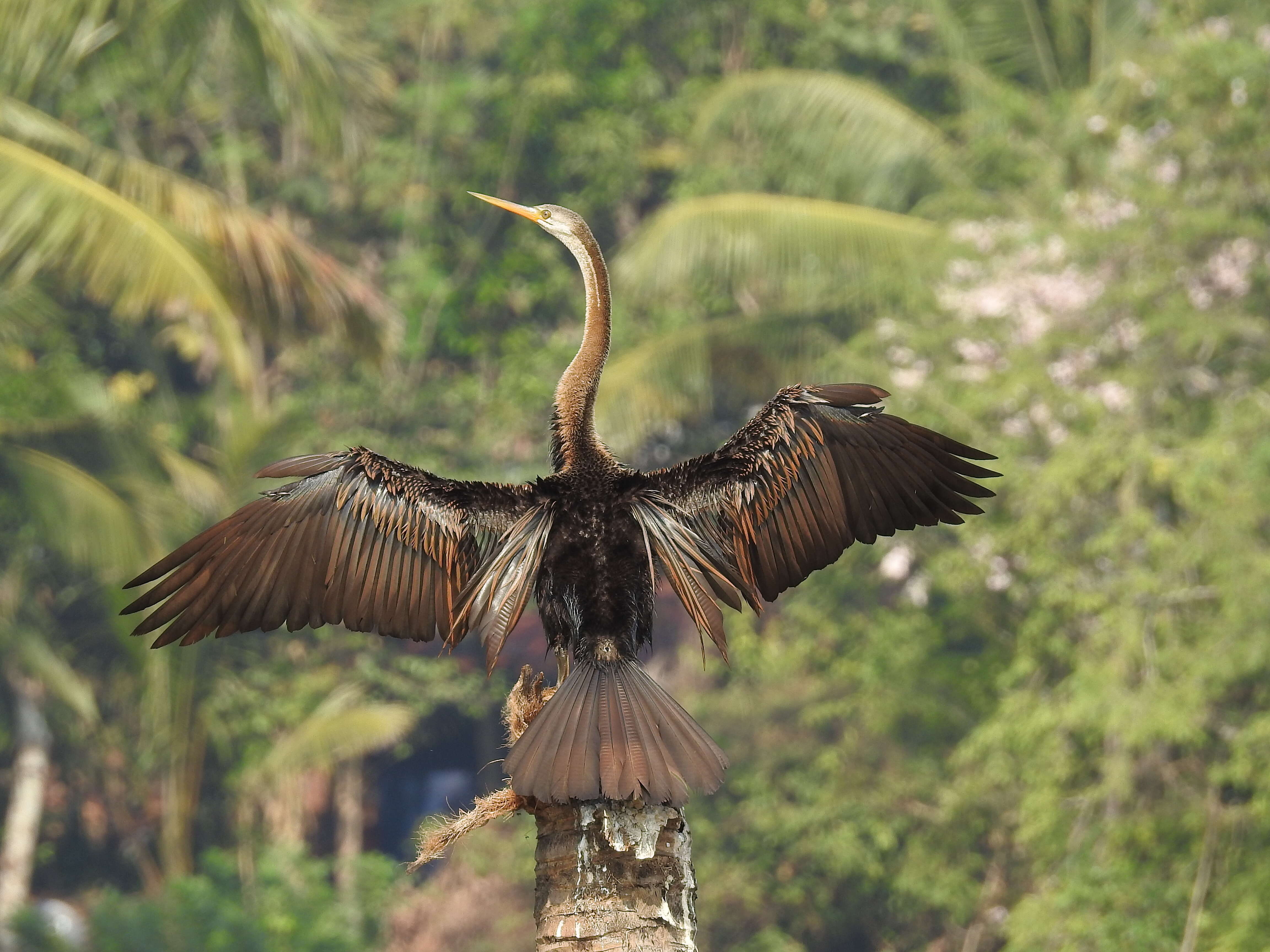 Image of Oriental Darter