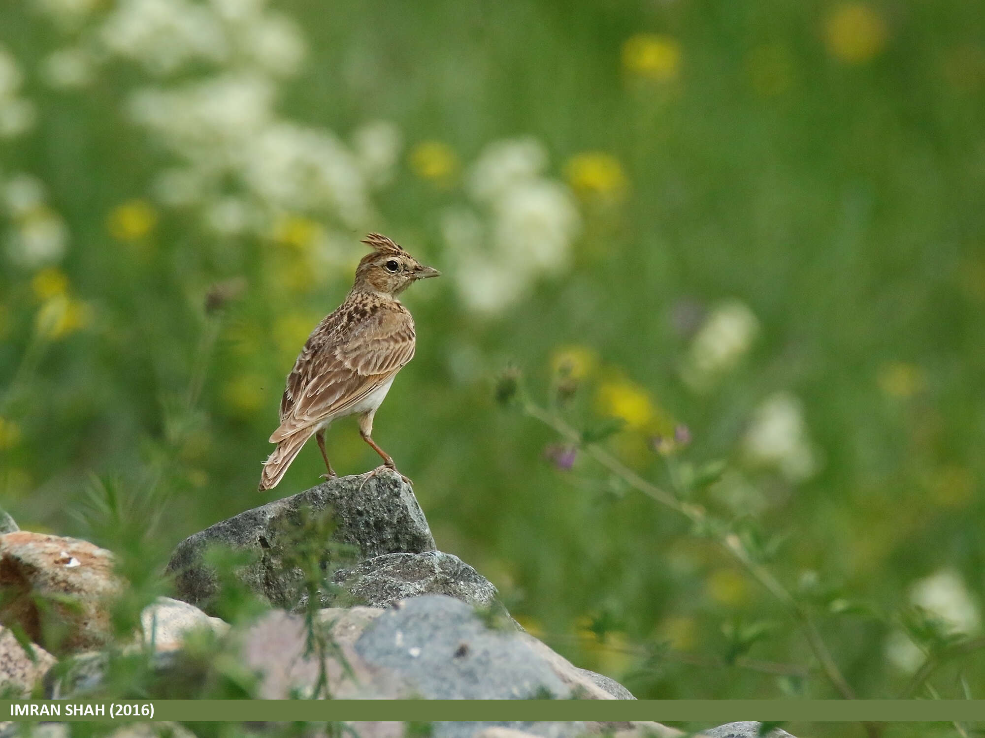 Image of Oriental Skylark