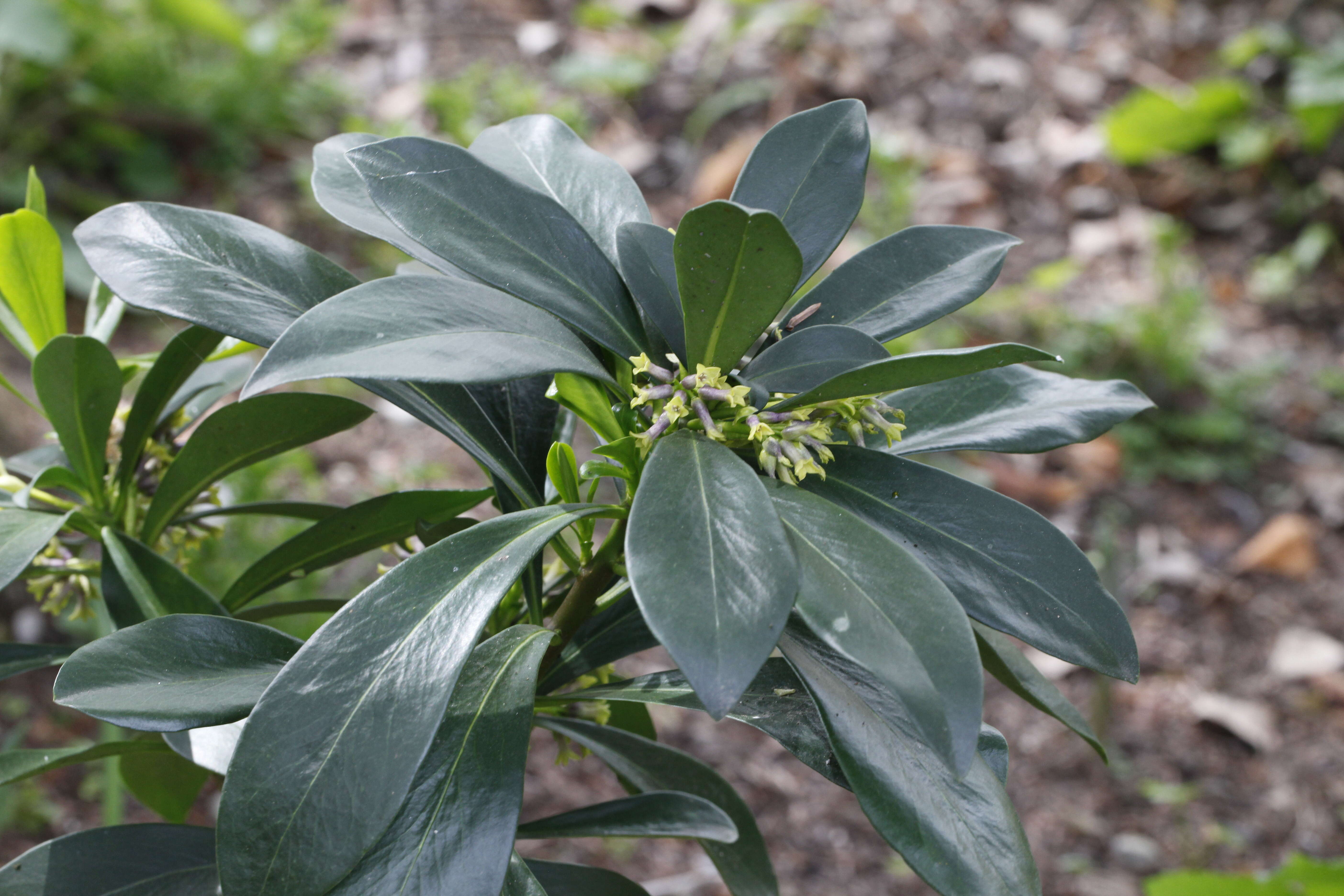 Imagem de Daphne laureola L.