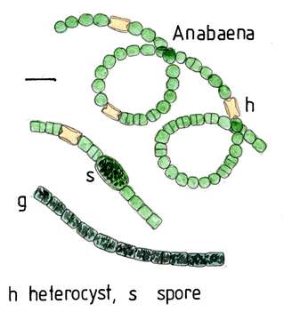 Image of Anabaena Bory de Saint-Vincent ex Bornet & Flahault 1886