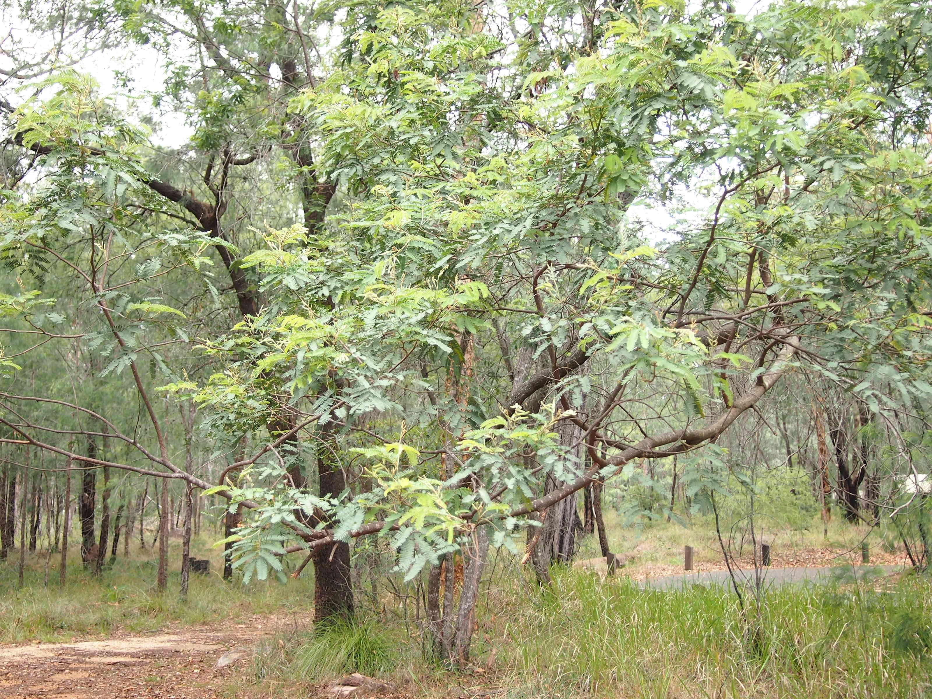 Image of Acacia storyi Tindale