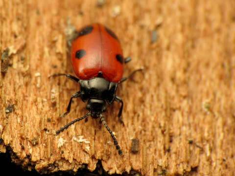 Image of Endomychus biguttatus Say 1824