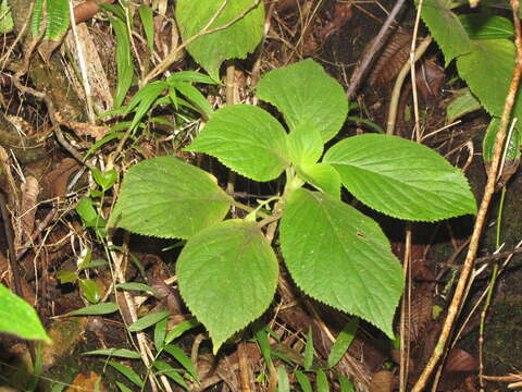 Sivun Cyrtandra platyphylla A. Gray kuva