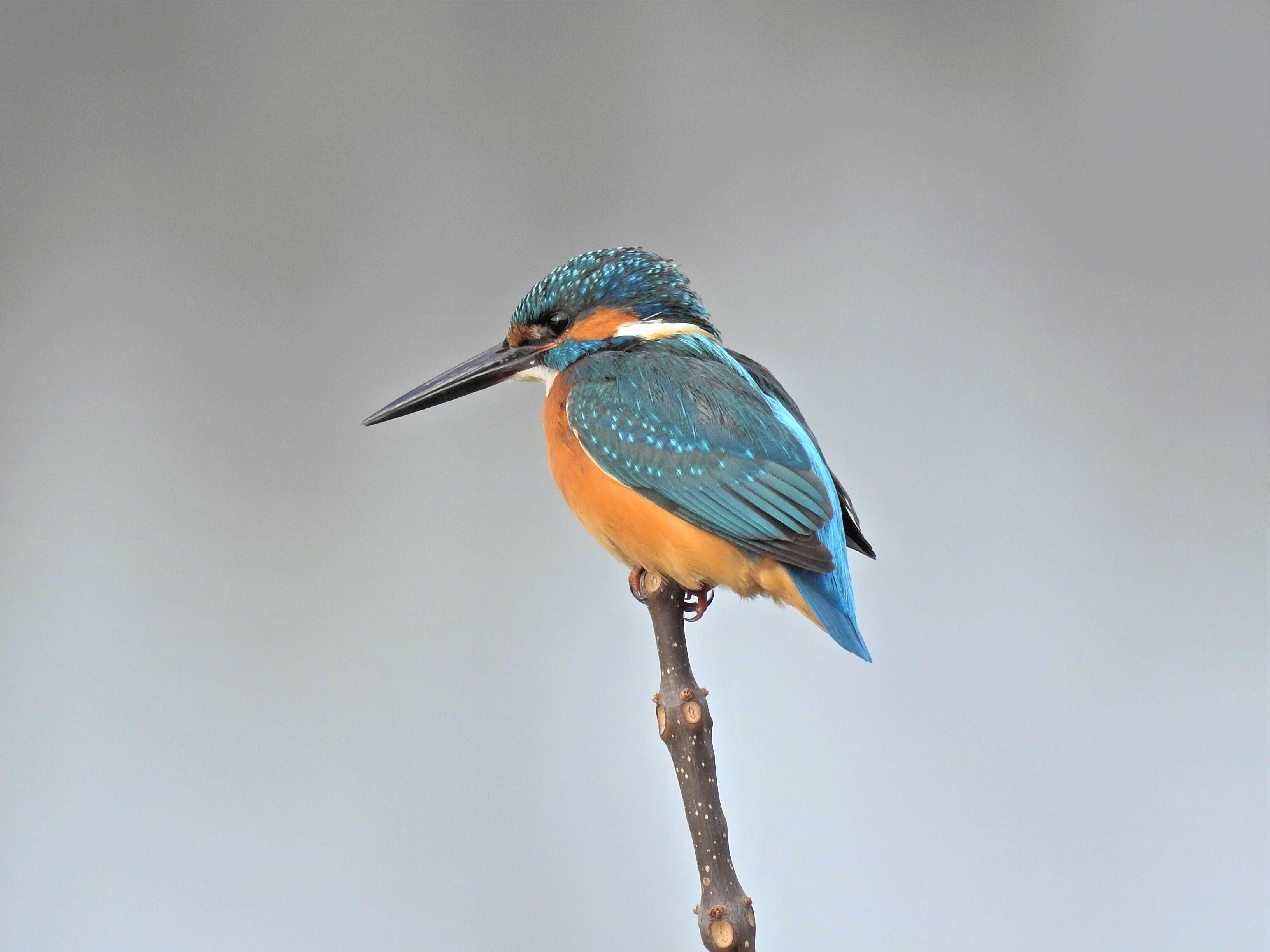 Image of Common Kingfisher