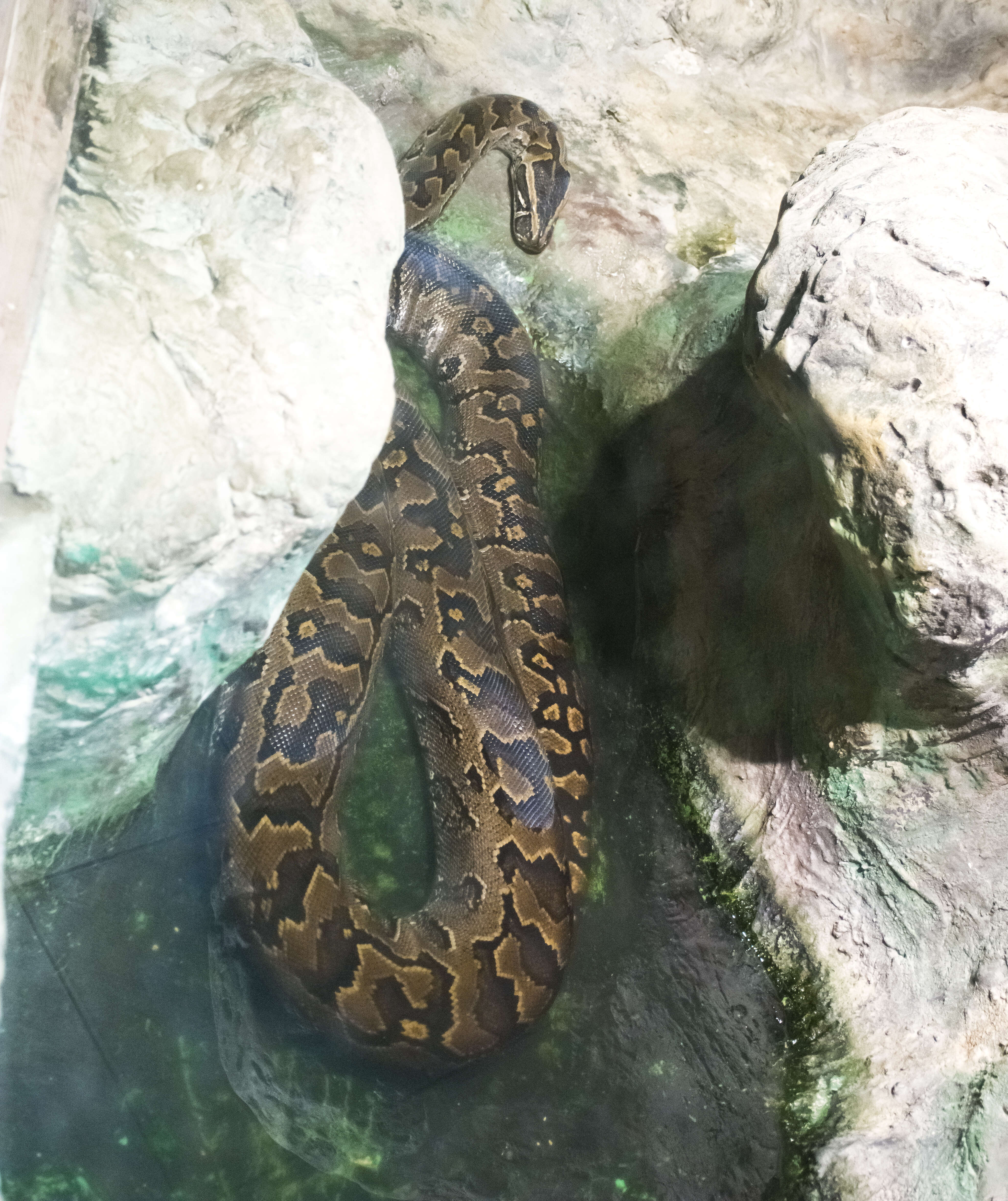 Image of African rock python