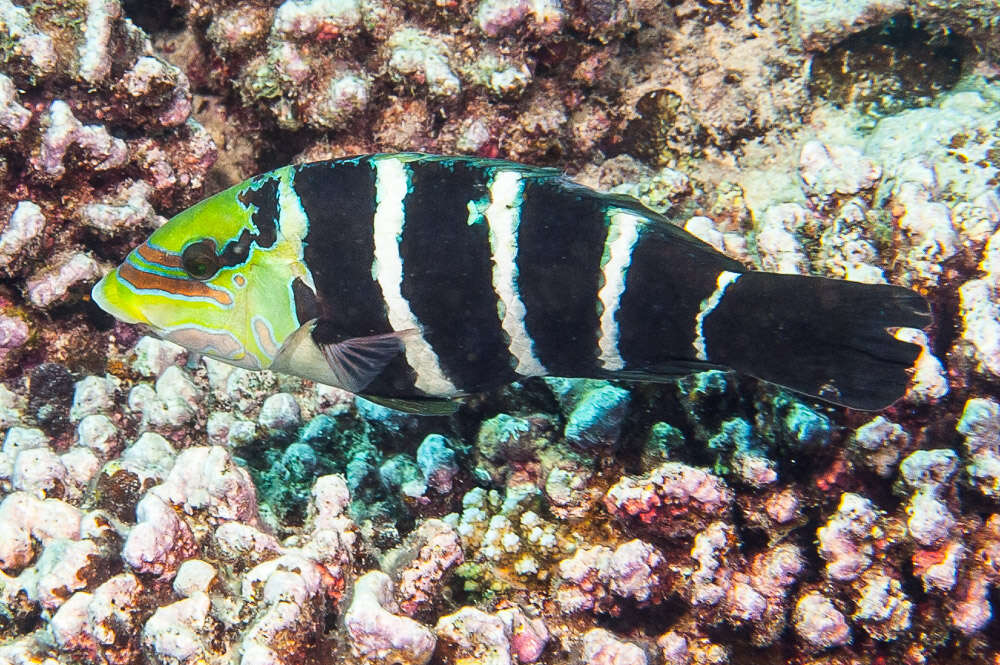 Imagem de Hemigymnus fasciatus (Bloch 1792)