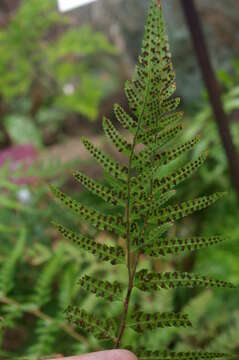 Polystichum drepanum (Sw.) C. Presl resmi