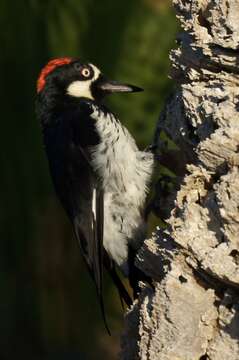 Image of Acorn Woodpecker