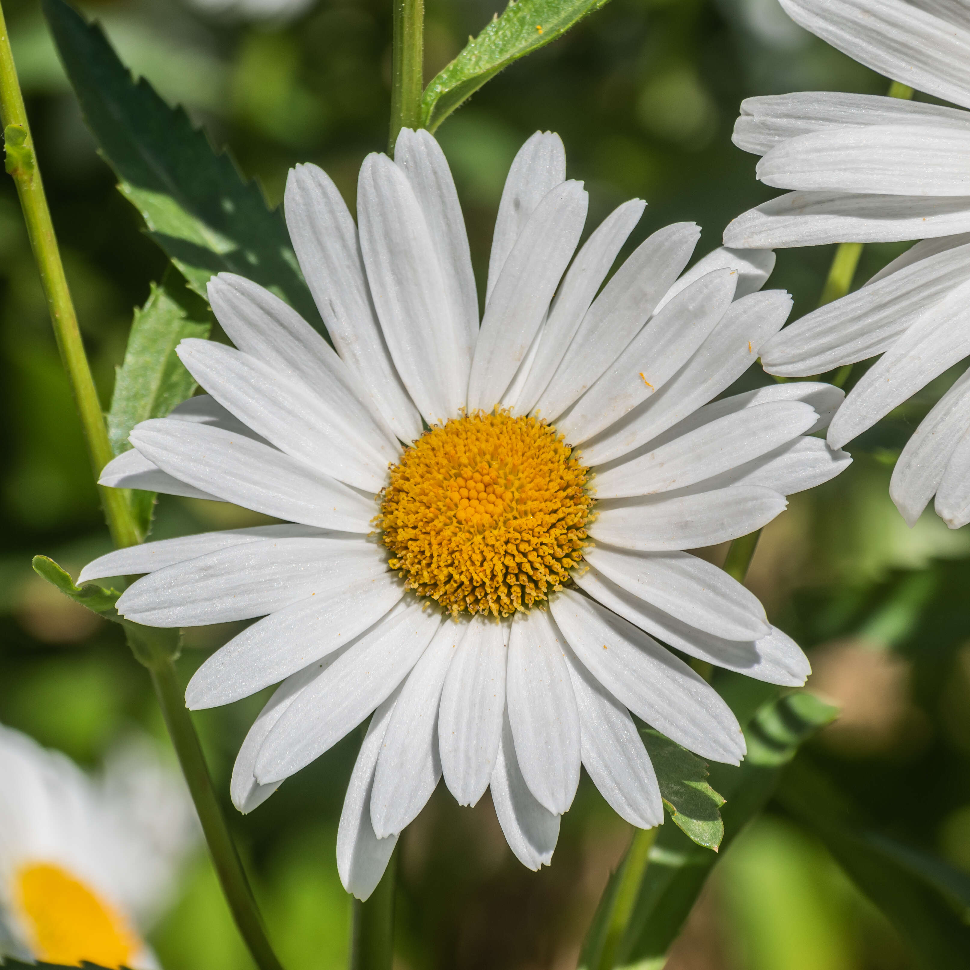 Image of max chrysanthemum