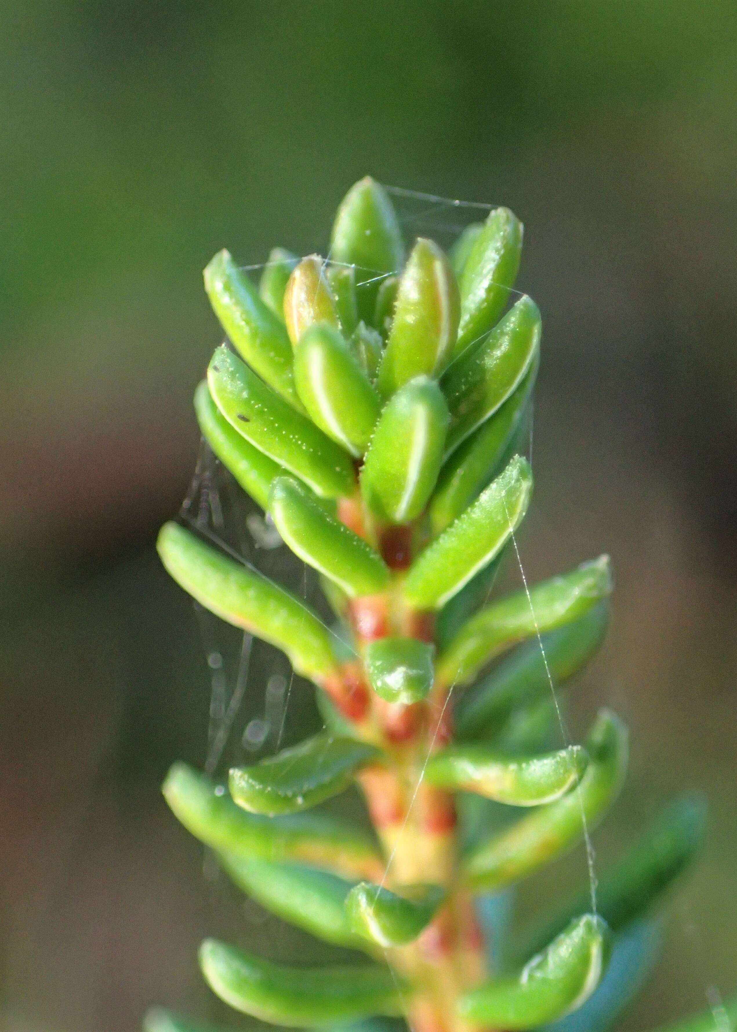 Image of black crowberry