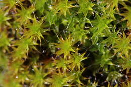 Image of tortula moss