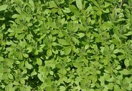 Image of Goosegrass