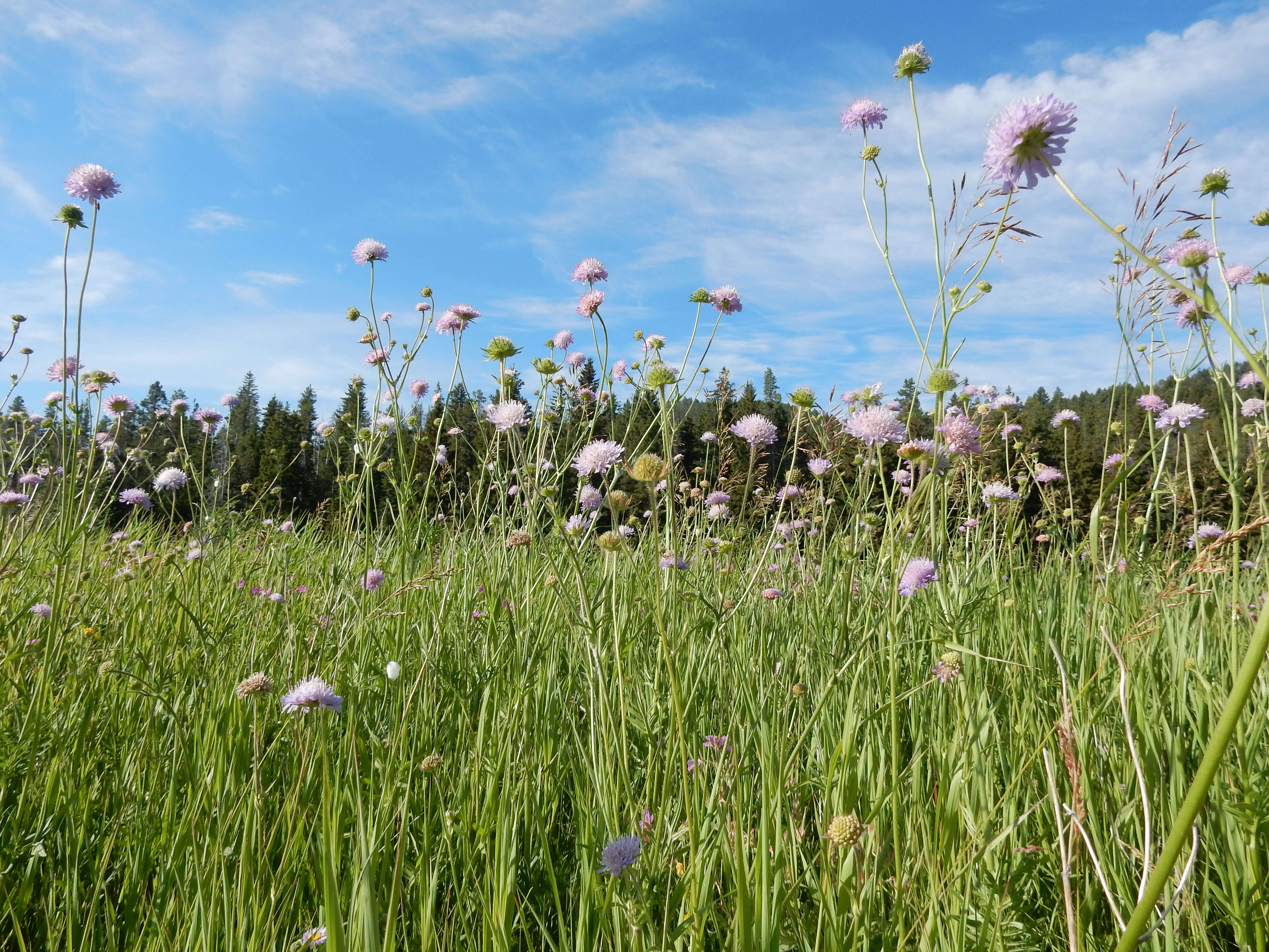 Слика од Knautia arvensis (L.) Coulter