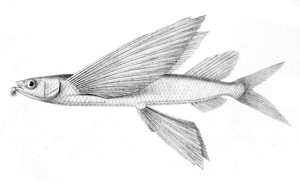 Plancia ëd Cheilopogon pinnatibarbatus (Bennett 1831)