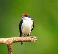 Image of Wire-tailed Swallow