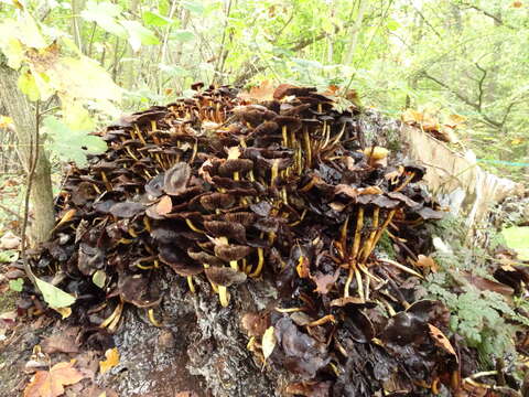 Imagem de Hypholoma fasciculare (Huds.) P. Kumm. 1871