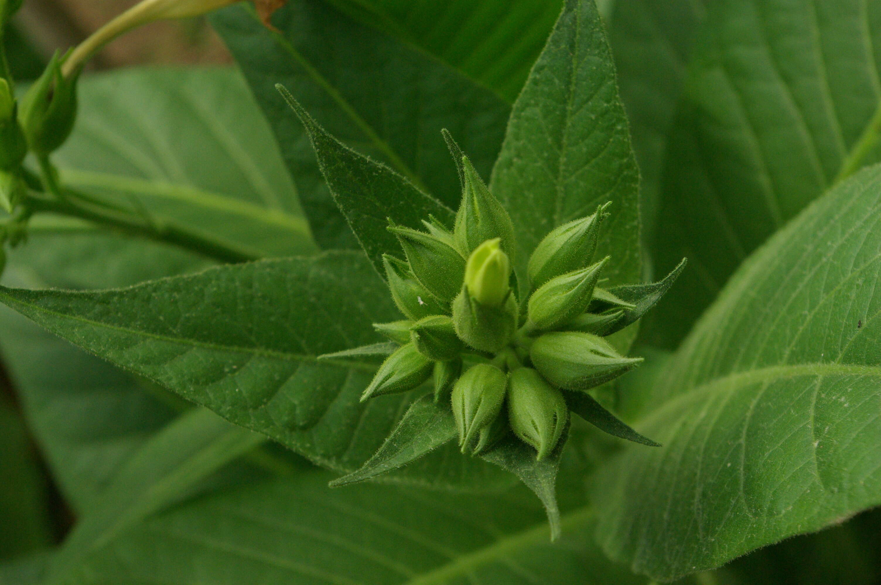 Imagem de Digitalis sceptrum L. fil.