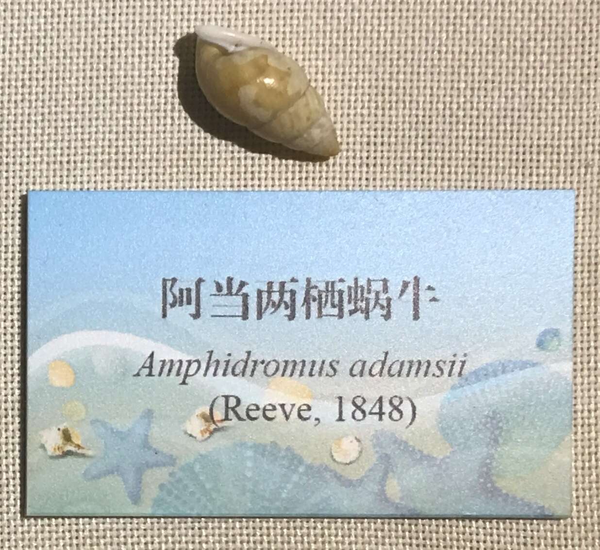 Image of Amphidromus adamsii