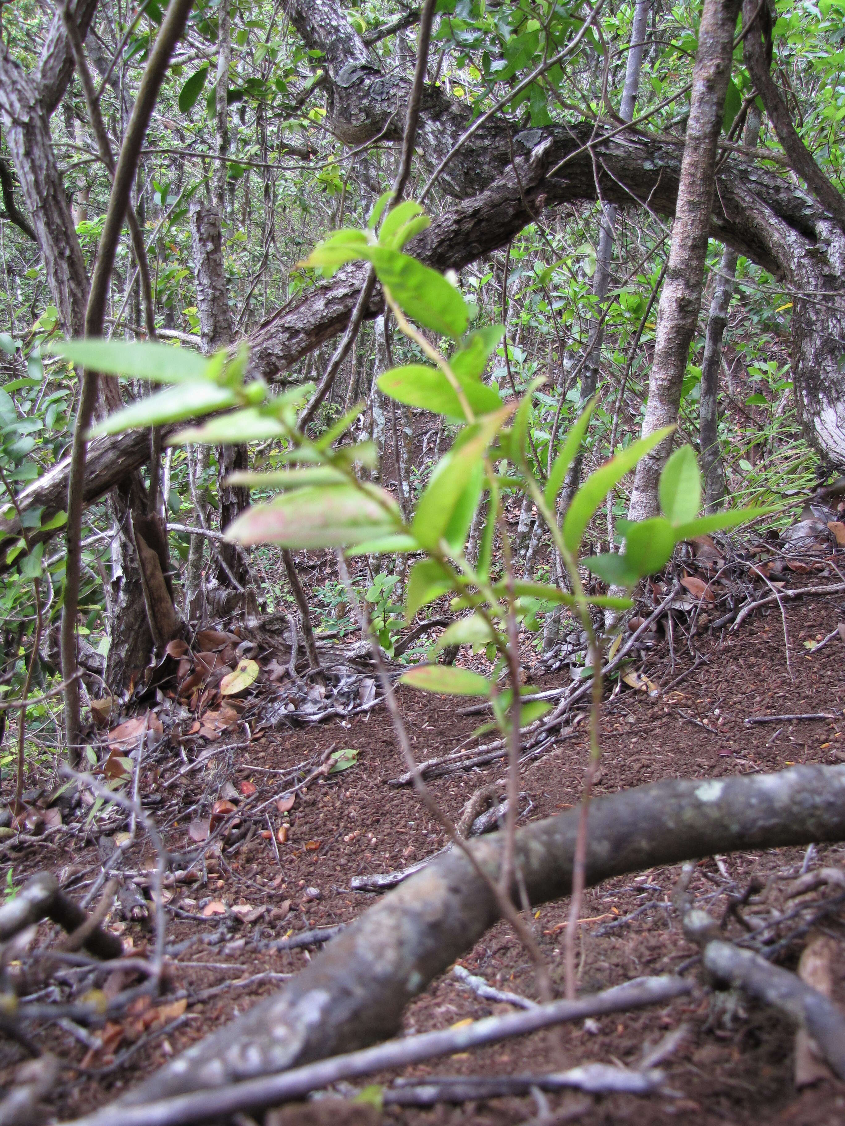 Image de Phyllanthus distichus Hook. & Arn.