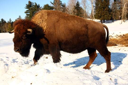 Image of Bison bison athabascae