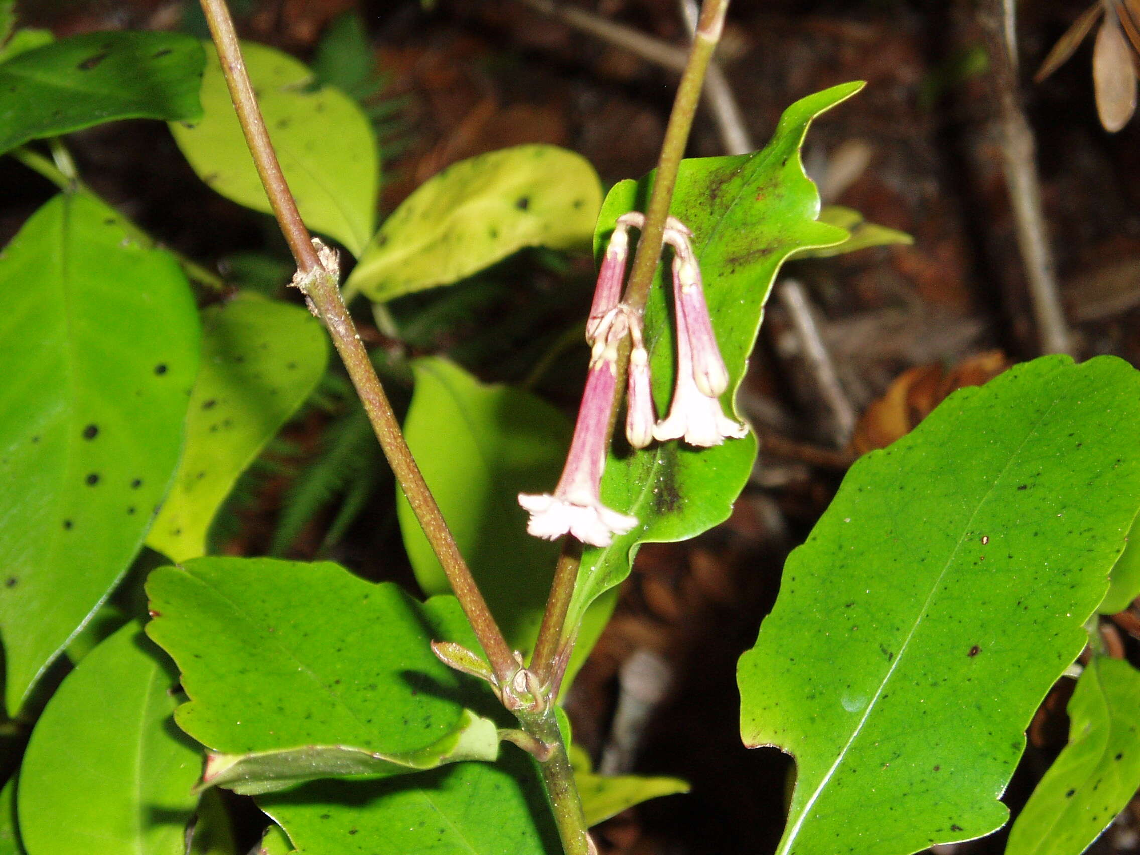 Image of Alseuosmia quercifolia A. Cunn.