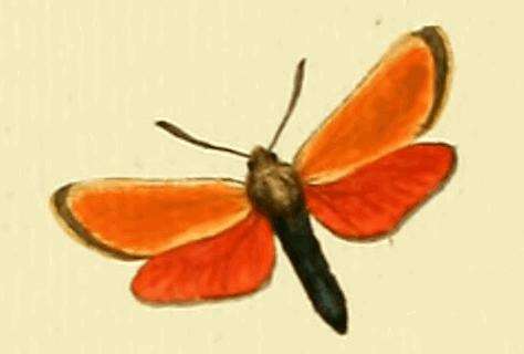 Image of Zygaena rubicundus