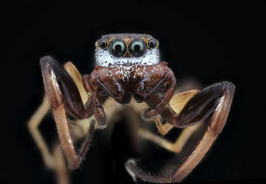 Image of jumping spiders