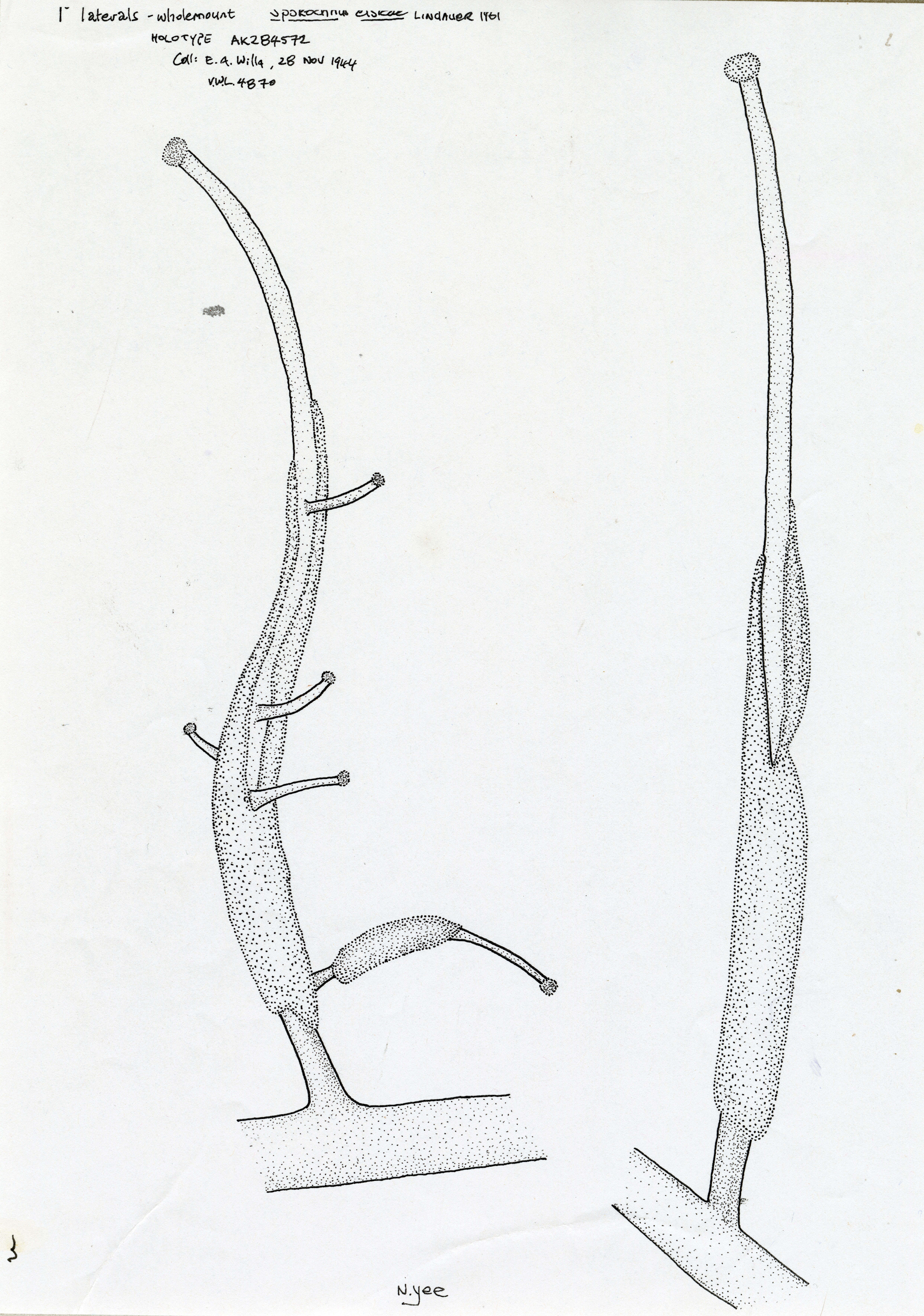 Image of Sporochnus elsieae