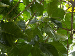 Image of Indian mulberry