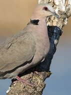 Image of Red-eyed Dove