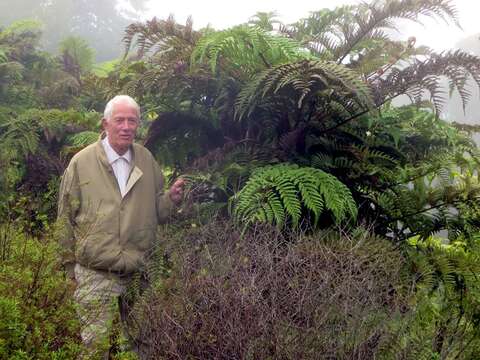 Image of St Helena Tree Fern