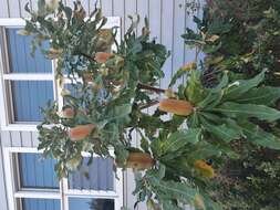 Image of Banksia dentata L. fil.