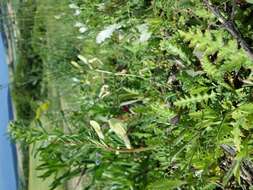 Image of smooth yellow vetch