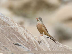 Image of Grey-necked Bunting