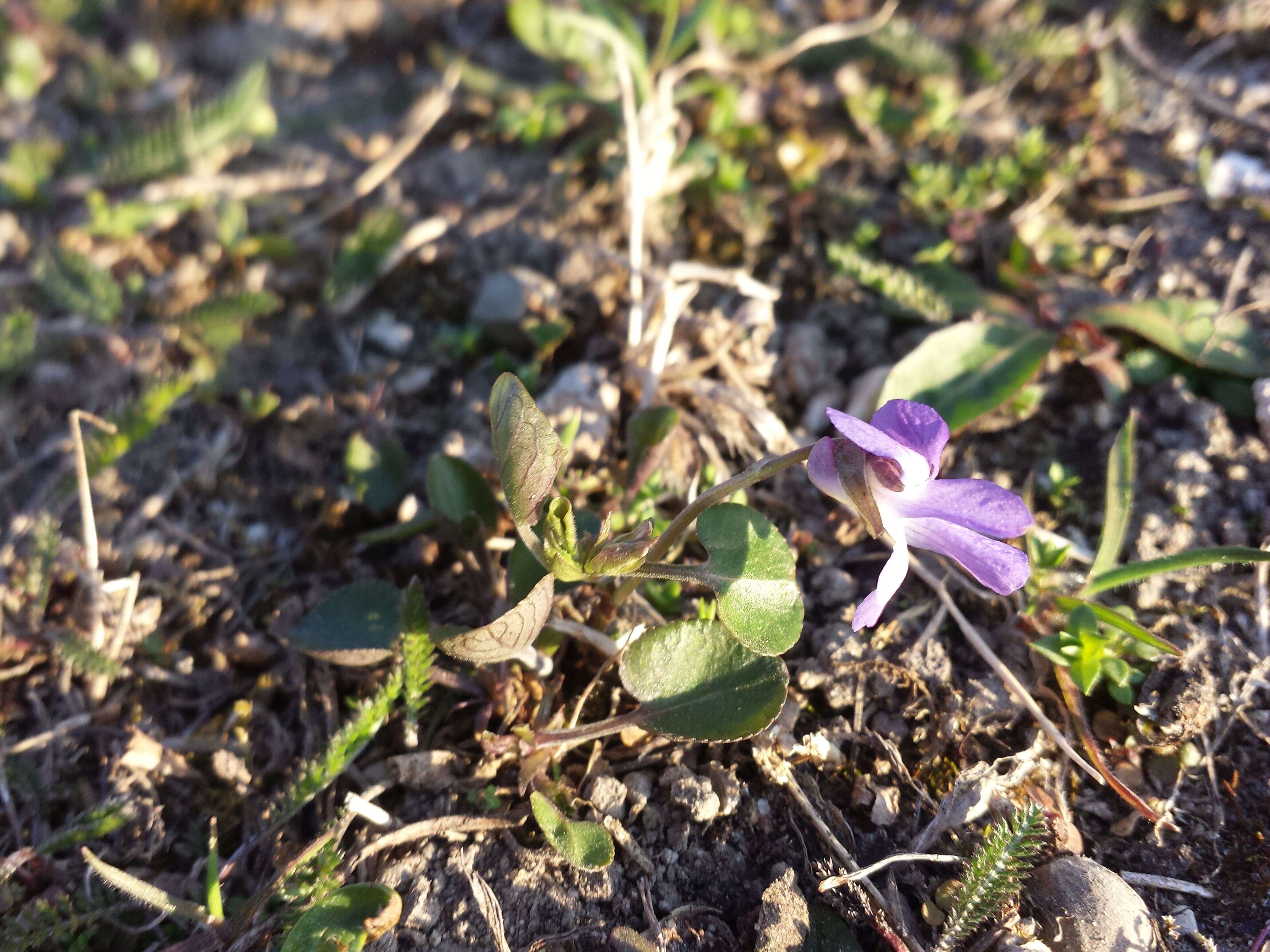 Image of teesdale violet